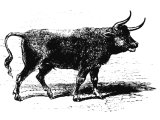 Wild bull (Bos urus), as common in Europe